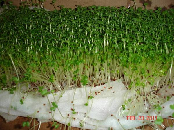 Trổng rau mần bằng đất sạch namix