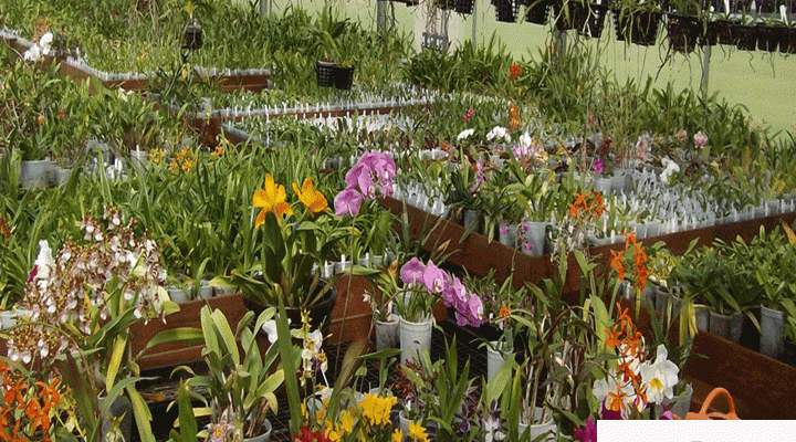 Mô hình sử dụng đá Perlite trồng lan rất thành công