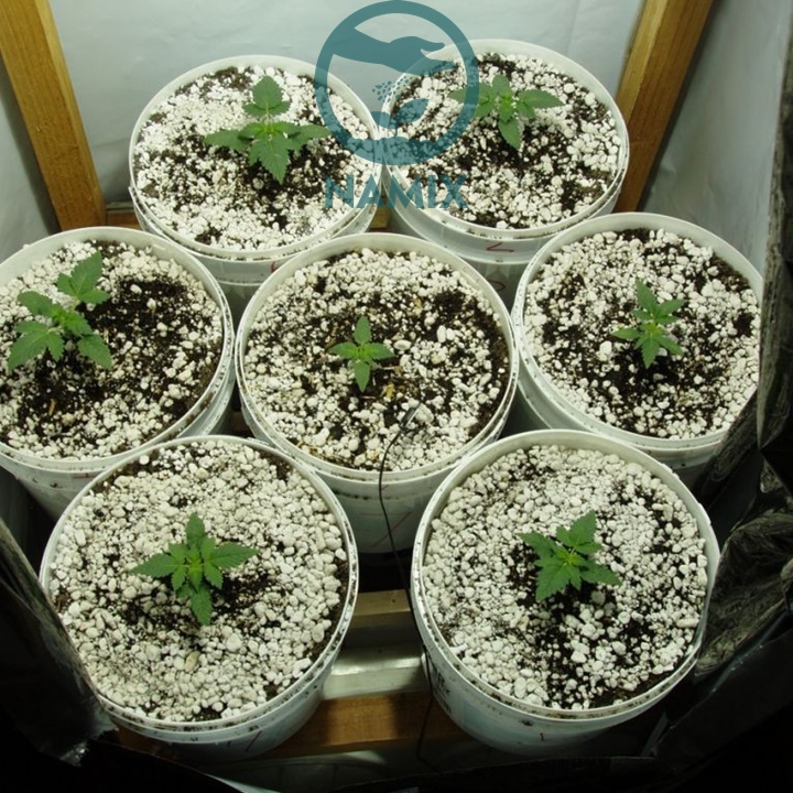 đá Perlite dùng trồng hoa và rau