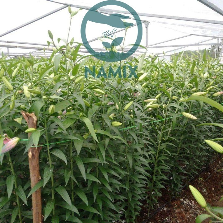 Hoa ly được trồng bằng giá thể thủy canh Namix bắt đầu cho hoa