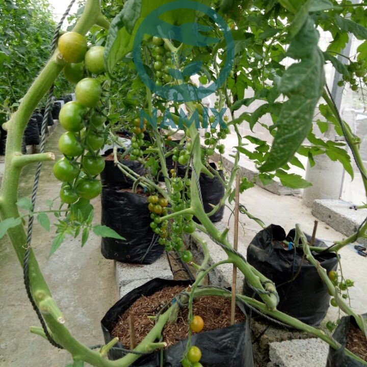 trồng ca chua bang gia the thuy canh