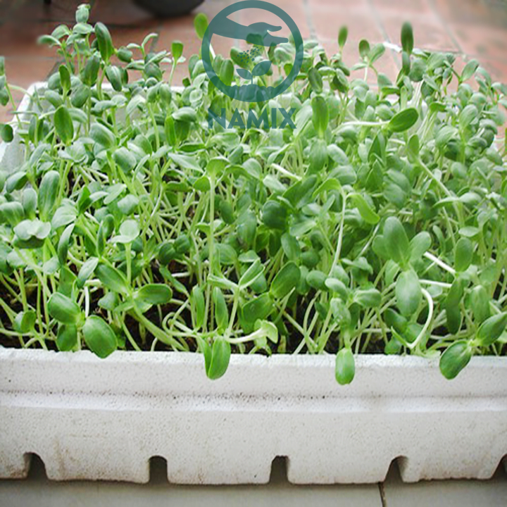 Trồng rau mầm tại nhà bằng gái thể rau mầm Namix hiệu quả Trồng rau mầm tại nhà bằng gái thể rau mầm Namix hiệu quả