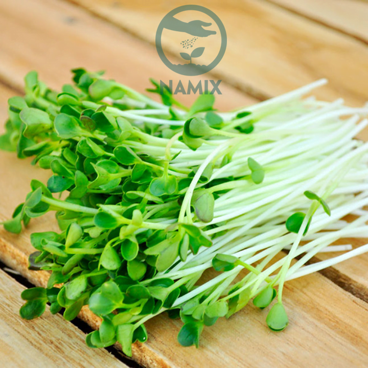 Sử dụng giá thể trồng rau mầm tại nhà hiệu quả cao Sử dụng giá thể trồng rau mầm tại nhà hiệu quả cao