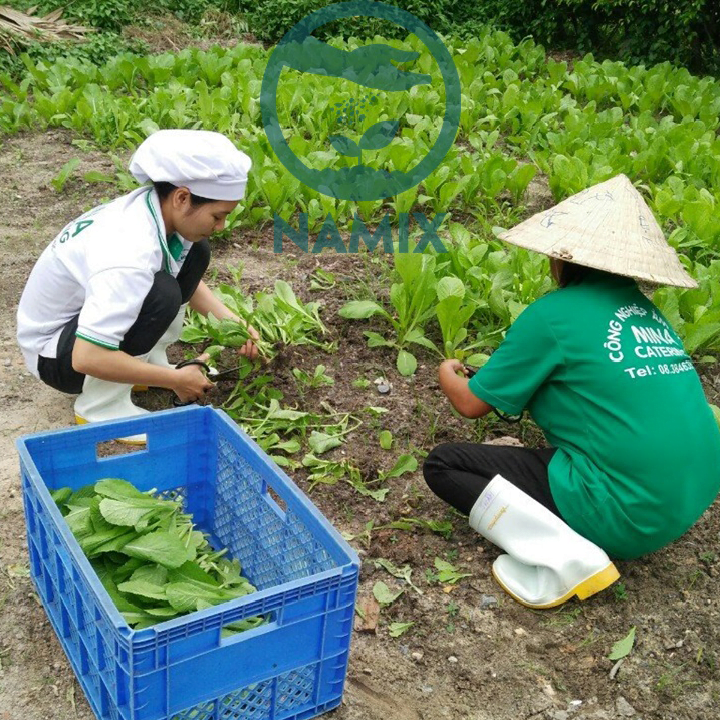 Cung cấp đất sạch trồng rau TpHCM Cung cấp đất sạch trồng rau TpHCM