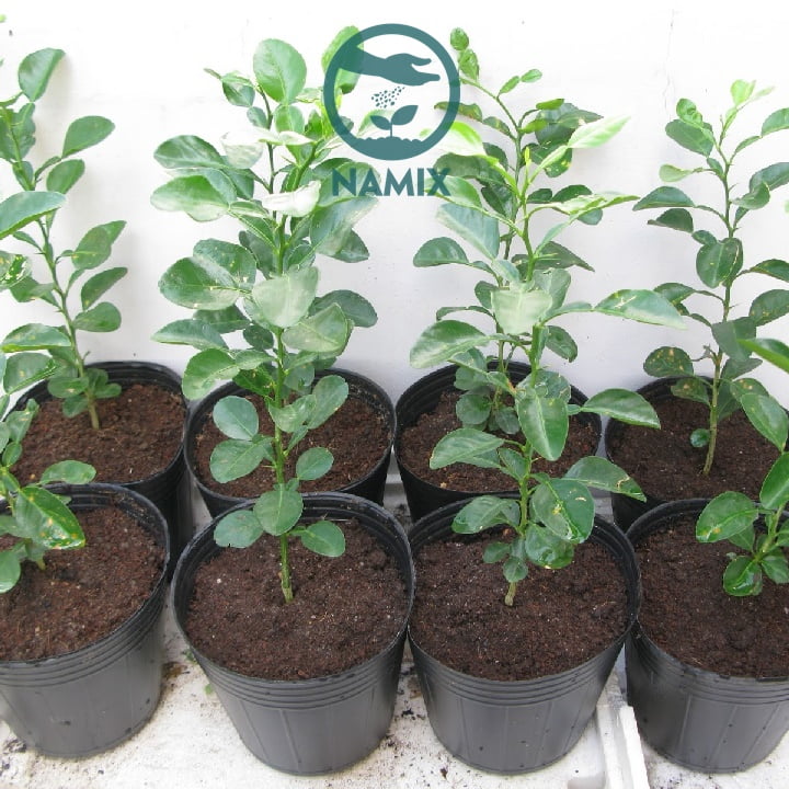 Cây trồng có thể bị úng nước khi không có đá Perlite trong đất trồng