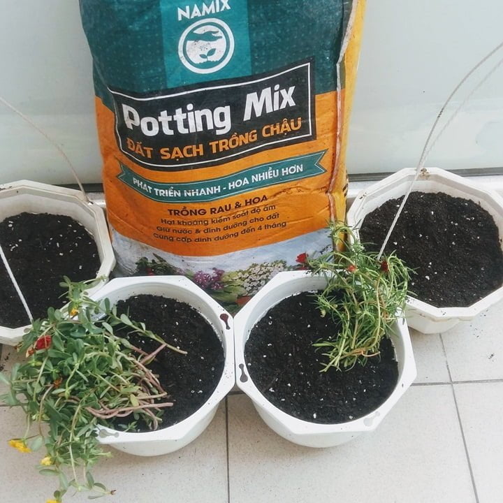 Trồng hoa mười giờ