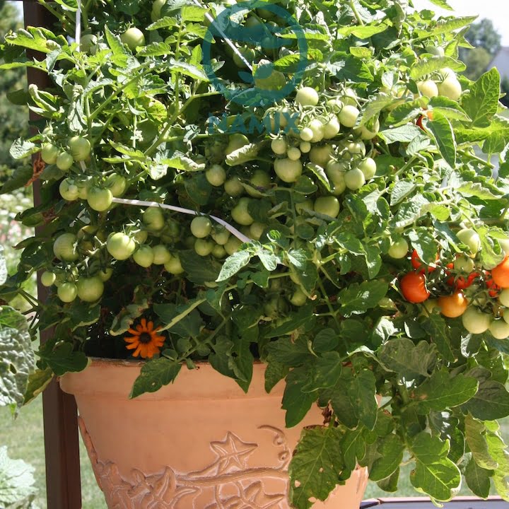 trồng rau trong chậu bằng đất namix