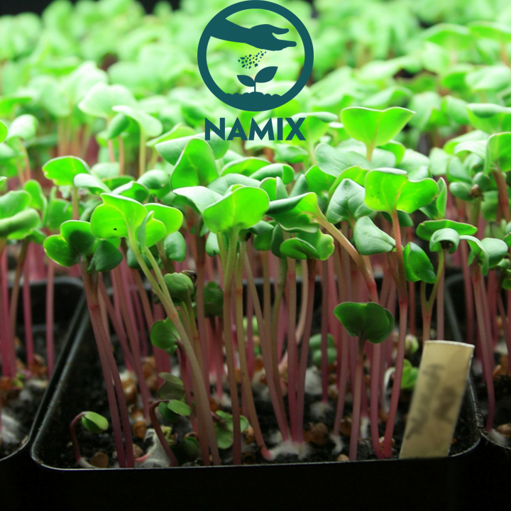 Đá Vermiculite sử dụng như thế nào Đá Vermiculite sử dụng như thế nào