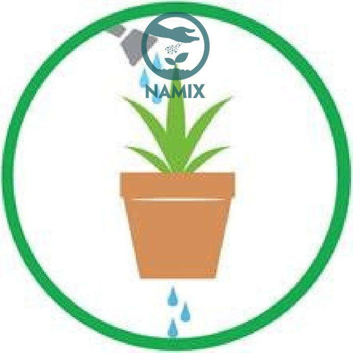 Sử dụng đất sạch trồng cây Namix Tưới nước vào phần đất trồng thường xuyên giúp cây có độ ẩm phát triển tốt