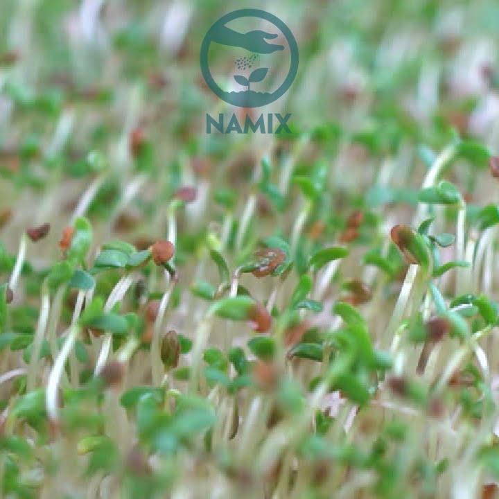 Sử dụng đất sạch trồng rau mầm Namix để mang để hiệu quả tốt nhất cho rau mầm nhà bạn Sử dụng đất sạch trồng rau mầm Namix để mang để hiệu quả tốt nhất cho rau mầm nhà bạn