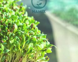 Đất sạch trồng rau mầm an toàn của Namix có nhiều tiện lợi đặc biệt