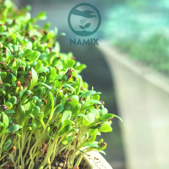 Đất sạch trồng rau mầm an toàn của Namix có nhiều tiện lợi đặc biệt Đất sạch trồng rau mầm an toàn của Namix có nhiều tiện lợi đặc biệt