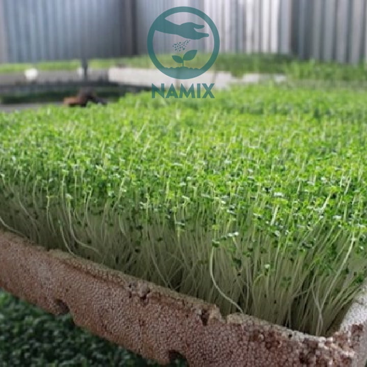 Trồng rau mầm với đất sạch Namix thu lại kết quả tốt Trồng rau mầm với đất sạch Namix thu lại kết quả tốt