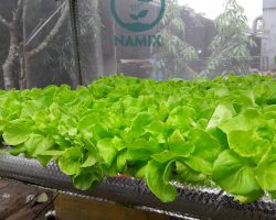 Kết quả dùng Đất sạch trồng rau tại Đà Nẵng