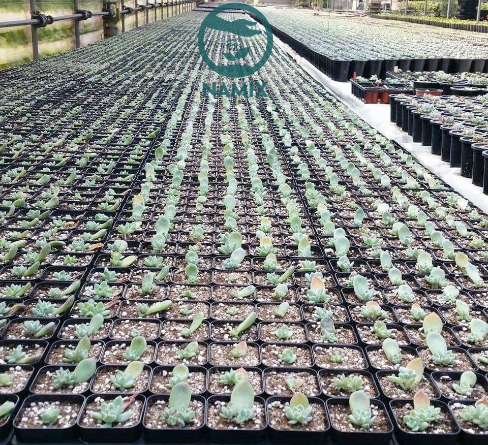 Sử dụng đá Perlite tạo thoáng khí, thoát nước tốt cho đất trồng