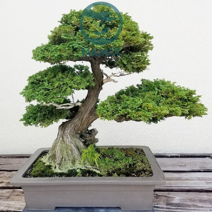 Mua đất sạch trồng cây cảnh cần lựa chọn nơi uy tín và chất lượng