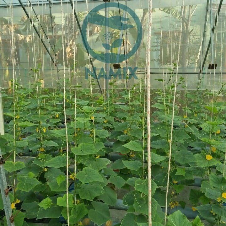 Trồng dưa leo trong chậu đậu trái tốt tươi