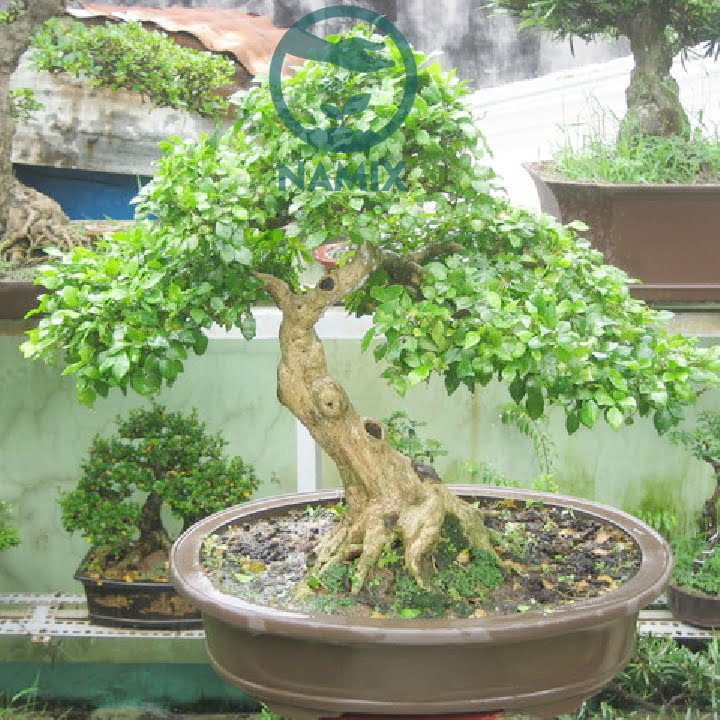 Namix chuyên cung cấp đất sạch trồng cây cảnh cao cấp