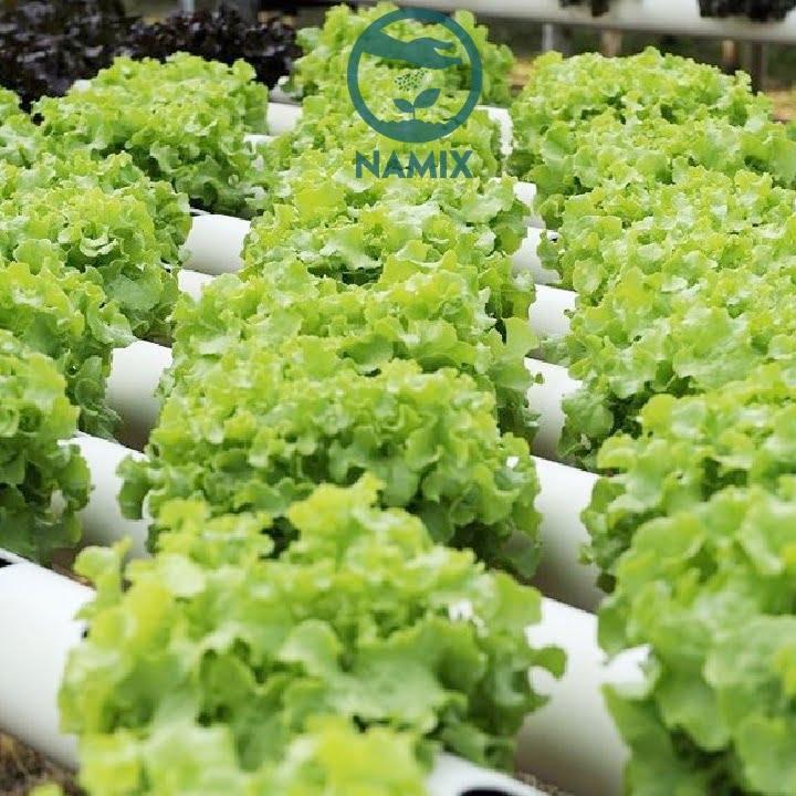 Dùng đất sạch cao cấp Sài Gòn của Namix trồng rau đạt hiệu quả lớn Dùng đất sạch cao cấp Sài Gòn của Namix trồng rau đạt hiệu quả lớn