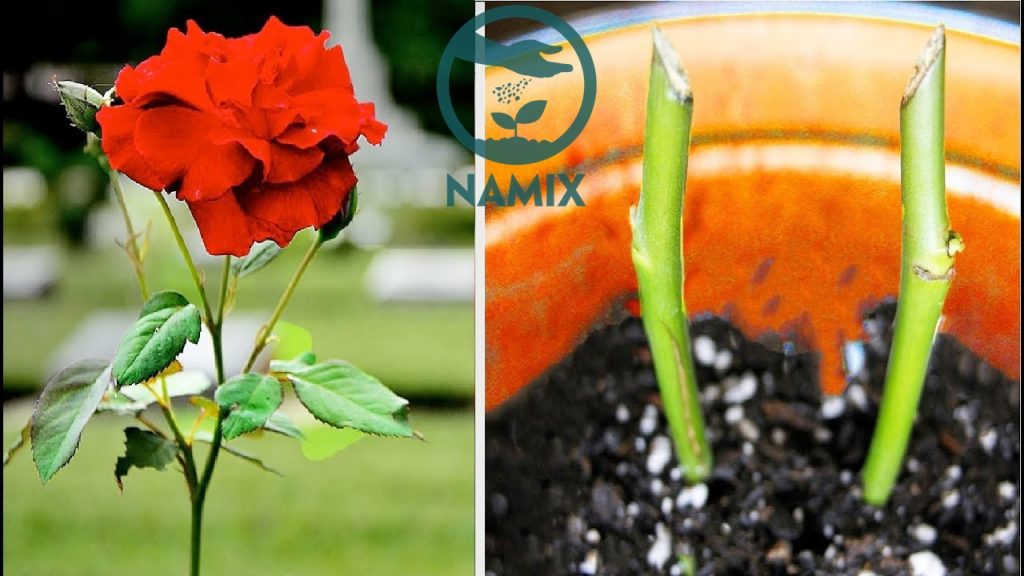 Đất sạch hữu cơ Namix trồng hoa hồng trong chậu