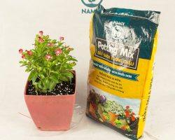 Đất sạch hữu cơ Namix trồng rau màu và hoa hiệu quả