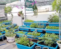 Vườn rau sử dụng đất sạch trồng rau tại nhà Namix
