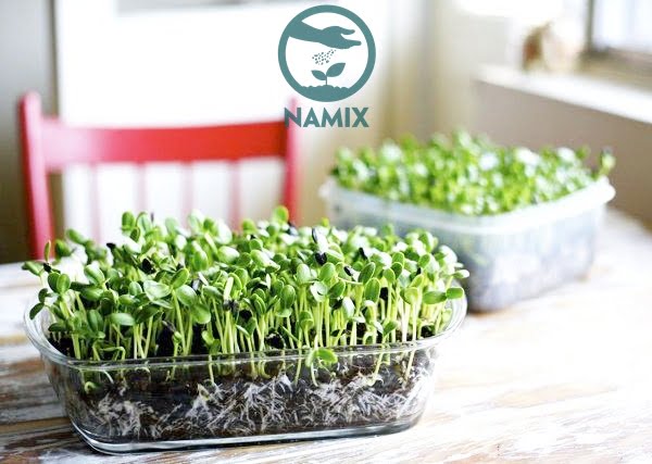 Giá thể đá Perlite trộn cùng mùn dừa đã xử lý trồng rau mầm rất tốt Giá thể đá Perlite trộn cùng mùn dừa đã xử lý trồng rau mầm rất tốt