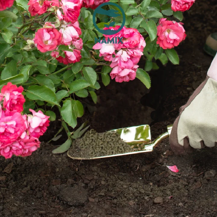 Cách bón phân cho hoa hồng trong chậu hiệu quả