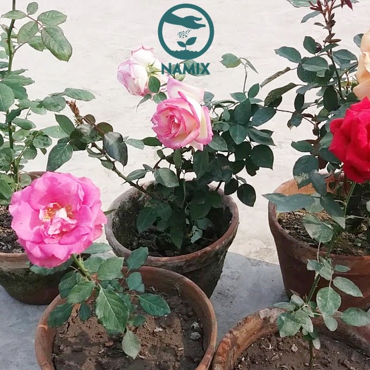Cách chăm sóc bón phân cho hoa hồng