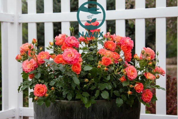 Cách trồng hoa hồng trong chậu với đá Perlite ra hoa rực rỡ
