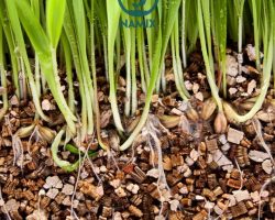 Đá Vermiculite ươm giống giâm cành rễ dễ phát triển