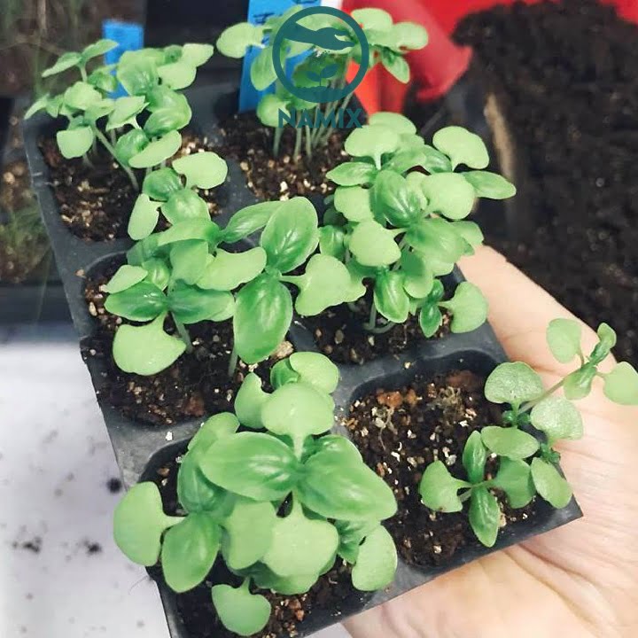 Đá Vermiculite dùng giâm cành giúp giữ ẩm và chất dinh dưỡng tốt