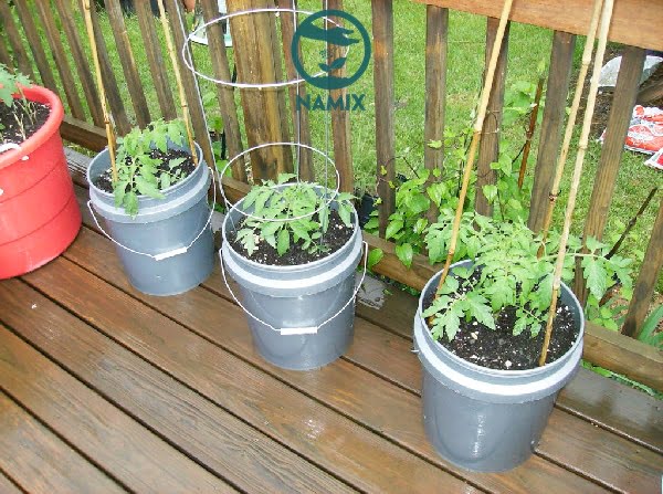Cách trồng cà chua sạch tại nhà đơn giản