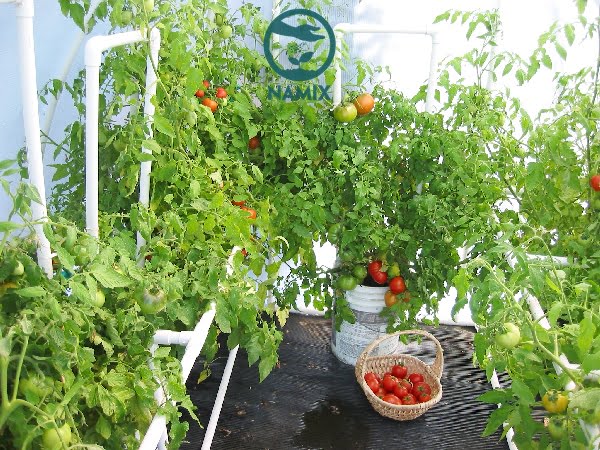Làm vườn trồng cà chua tại nhà an toàn dễ chăm sóc