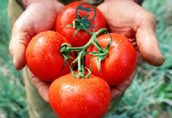 Kết quả trồng cà chua sạch với đất sạch Namix cho trái tươi ngon