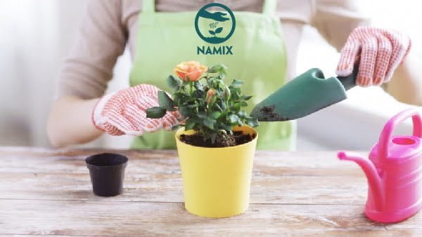Đất trồng Hoa hồng cao cấp Namix