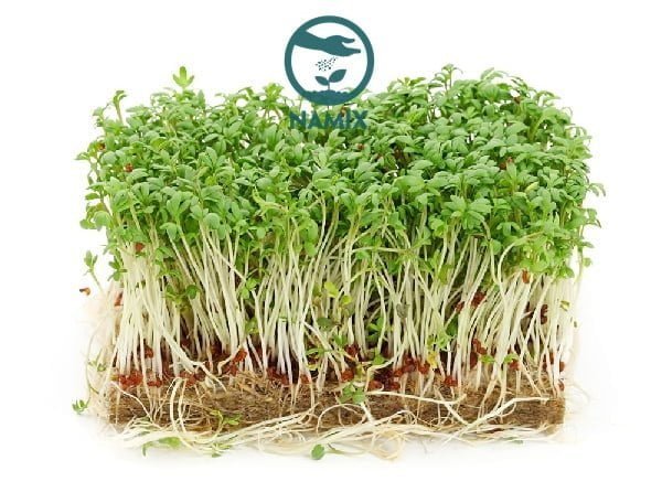 Rau mầm sạch nhờ trồng trên giá thể sạch