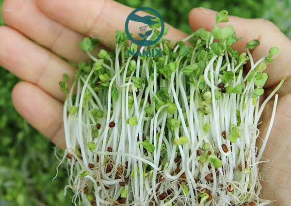 Giá thể trồng rau mầm Namix trồng cây tươi tốt