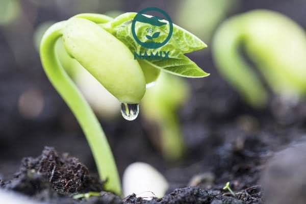 Sử dụng giá thể trồng rau mầm sạch an toàn