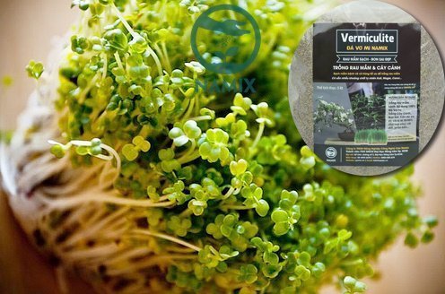 Đá Vermiculite trồng rau mầm hiệu quả cao