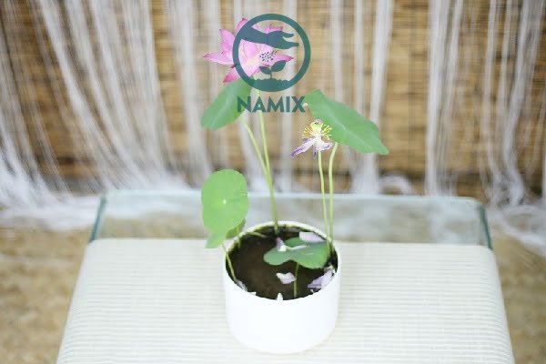 Hoa sen mini Nhật - hớp hồn bao người yêu cây cảnh