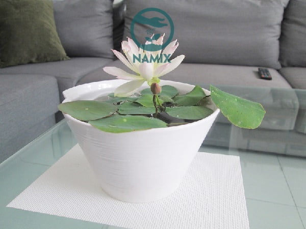 Trồng sen mini Nhật Bản - mang đến cho bạn không gian vẻ đẹp thanh tĩnh