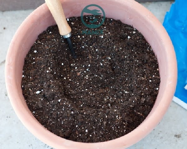 Khách hàng sử dụng đá Vermiculite tao hỗn hợp trồng cây hiệu quả