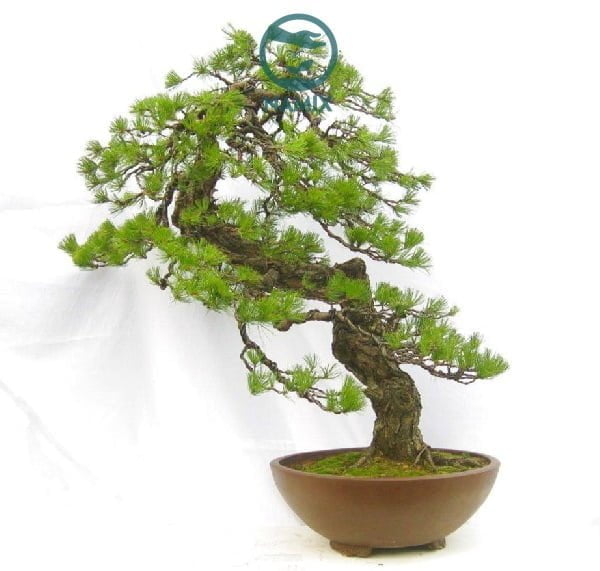 Bán đá Vermiculite trồng bonsai cây cảnh tốt