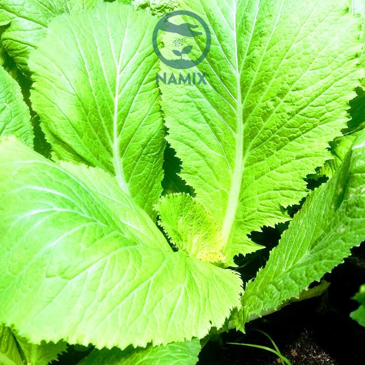 Hướng dẫn trồng cải bẹ xanh với đất sạch Namix