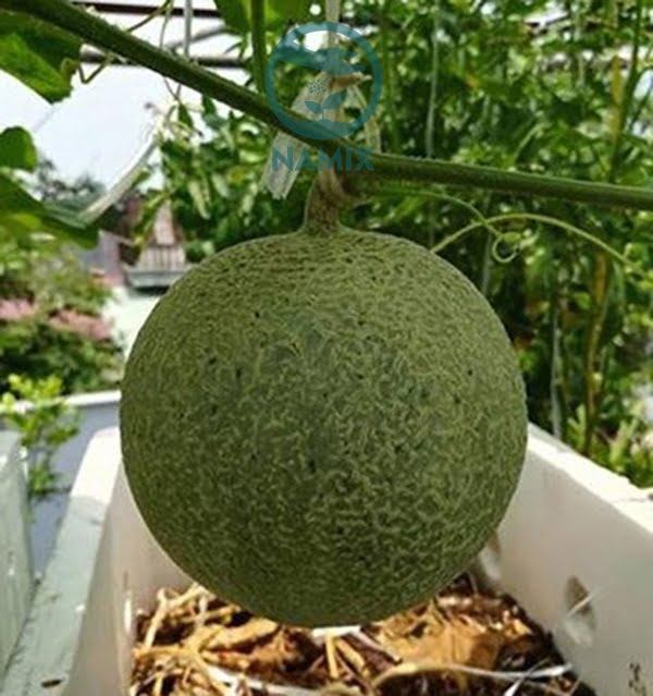 cách trồng dưa lưới