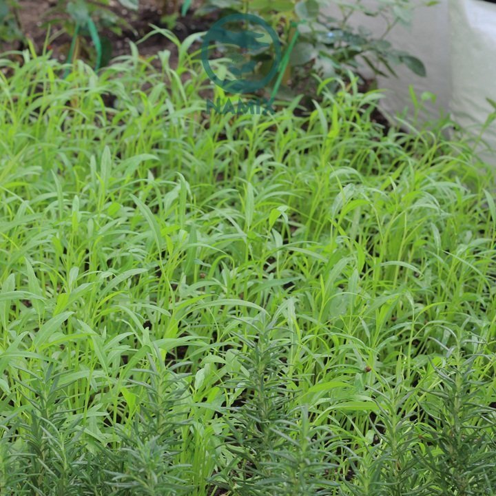 Hướng dẫn cách trồng rau muống tại nhà bằng đất sạch Namix