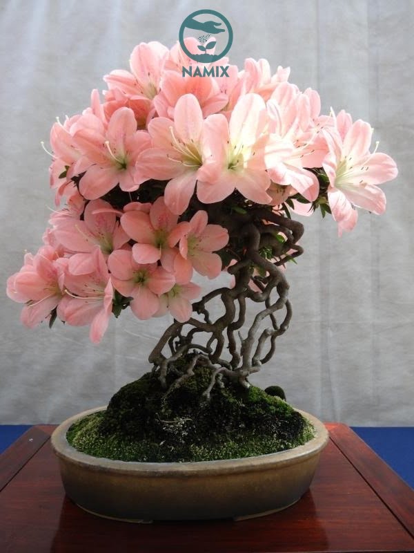 Cây bonsai phát triển ra hoa đẹp với vật liệu đá Vermiculite trồng cây