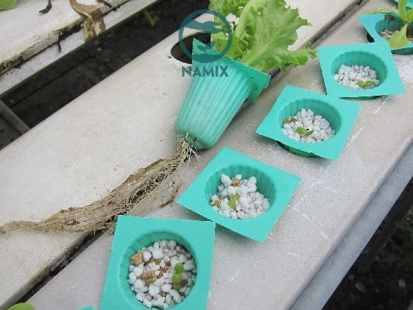 Sử dụng đá trân châu Perlite trồng cây mang hiệu quả tốt