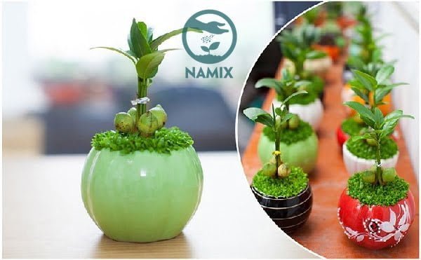 Đá Vermiculite trồng hoa kiểng, cây cảnh phát triển tốt